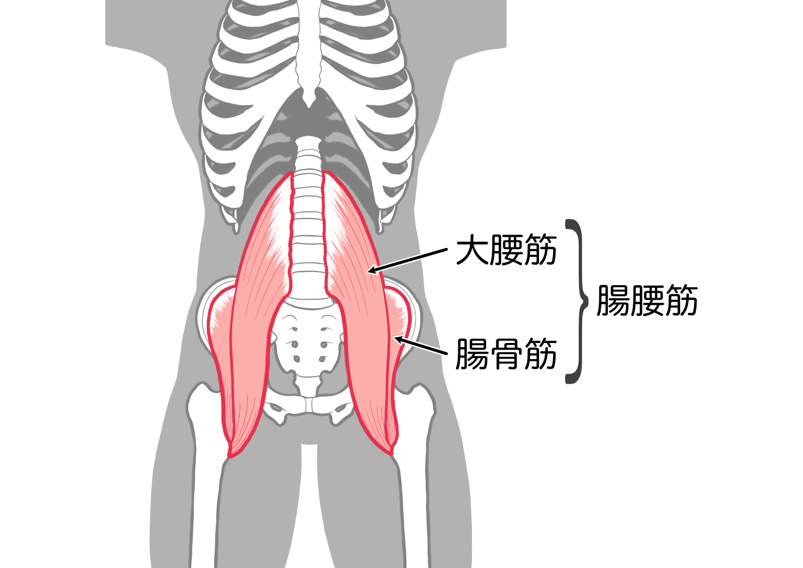 腰痛の要因の一つ「腸腰筋」！